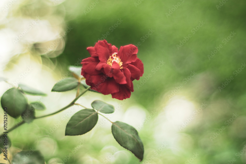 Obraz premium .Flower power, signs of peace, stop violence, peaceful protest symbol. One red rose in female hand on white background.There are many types of roses, roses that bloom in the morning have a light pink 