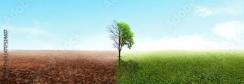The difference between drought trees to growing trees on the ground with different sky