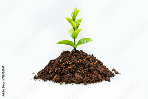 Newly grown plant seedlings on the soil