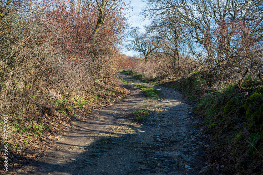 Unpaved road leading uphill between bushes and trees. Autumn. Blue sky with white clouds. Unpaved road leading uphill between bushes and trees. Autumn. Blue sky with white clouds.