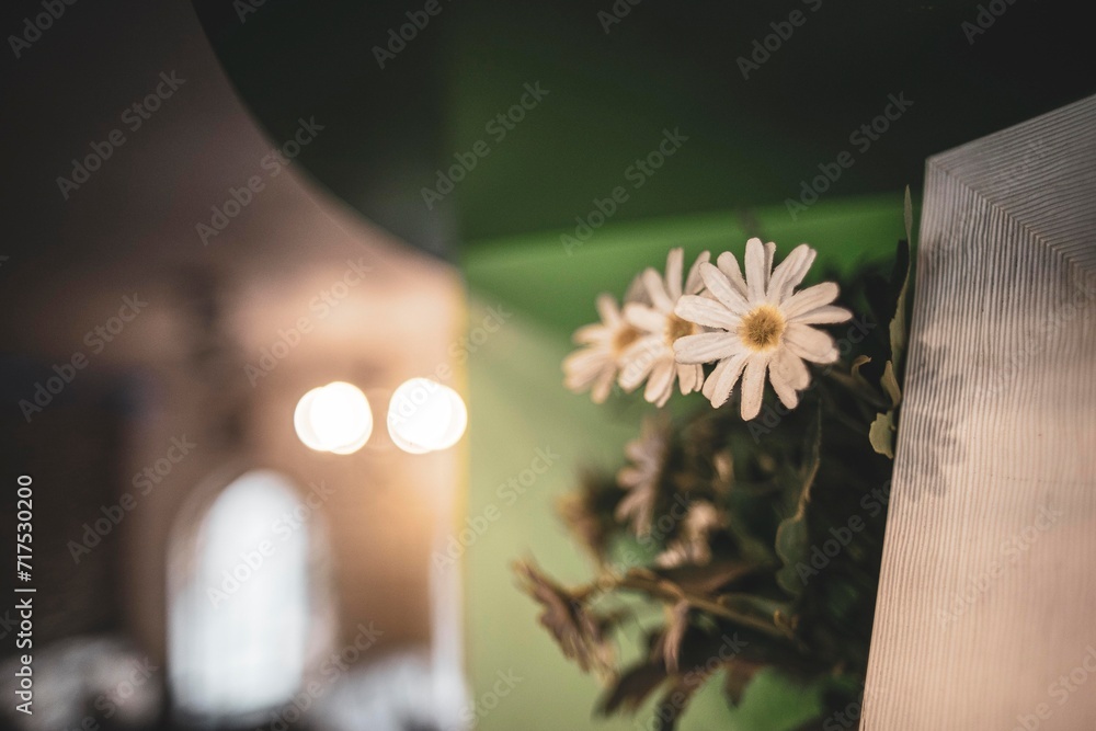 Asteraceae plant in Compositae family,Asteraceaes in a glass blurred background Aster daisy composite flower Asteraceae Compositae,Compositae helping to support the child girl to stand up 