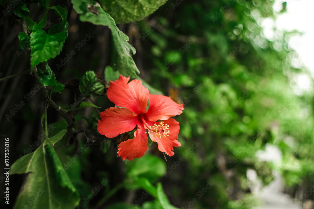 Malvaceae, is a species of tropical hibiscus, a flowering plant in the Hibisceae tribe of the family Malvaceae.Hibiscus glanduliferus Craib (Malvaceae) in a garden