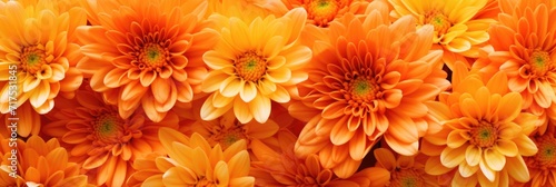orange flower background photo