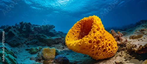 Underwater image of the Mediterranean sea featuring a yellow tube sponge - Aplysina aerophoba. photo