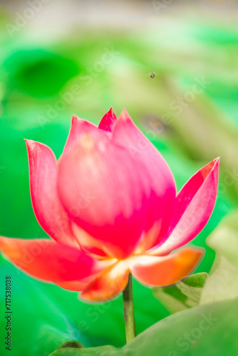 Fototapeta Naklejka Na Ścianę i Meble -  The lotus is a sacred symbol of Buddhist countries, the spirit of love of nature, eternal love. The lotus blooms in the morning in the swamp. Beautiful water plants floating in the water like Lotus in