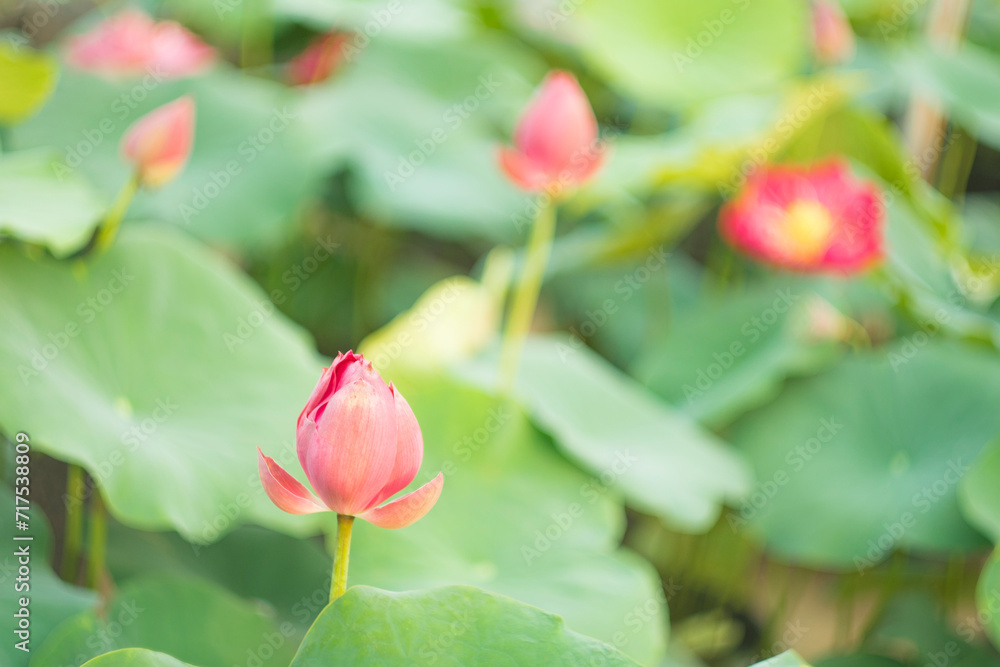 The lotus is a sacred symbol of Buddhist countries, the spirit of love of nature, eternal love. The lotus blooms in the morning in the swamp. Beautiful water plants floating in the water like Lotus in