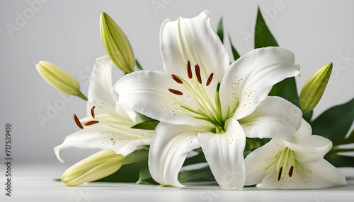 white lilies on a black background