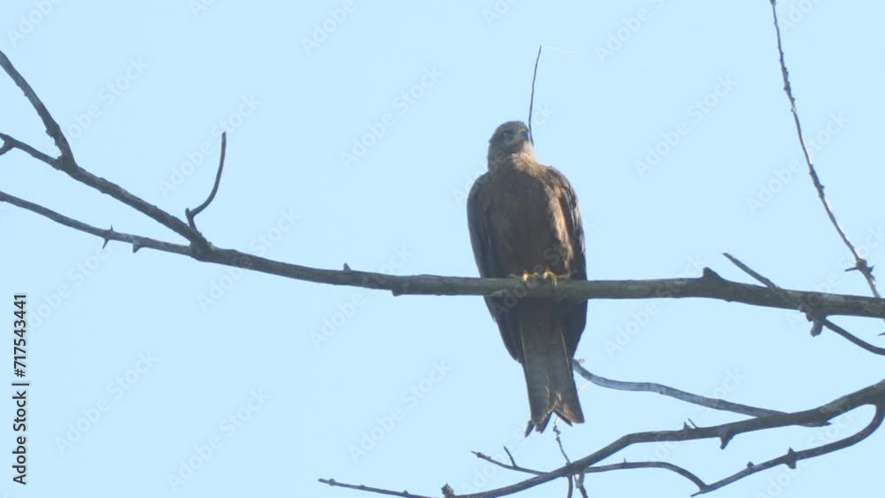 A predatory Black kite sits on a dry branch on a dry branch against a blue sky background. Milvus migrans. Soft focus A predatory Black kite sits on a dry branch on a dry branch against a blue sky background. Milvus migrans. Soft focus