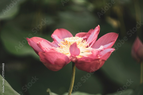 Beautiful lotus in lake,High angle view of pink lotus water lilies in lake,Lotus pond in Nature,Close-up of lotus seedpod,High angle view of flowers blooming in park