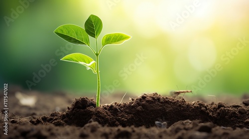 Young plants growing from the ground, Planting young plant seeds in the morning with nature background