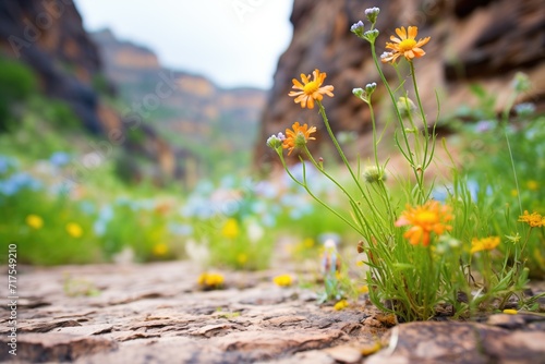 Photo colorful wildflowers dotting a green canyon floor