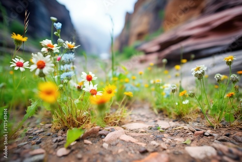 Fototapeta colorful wildflowers dotting a green canyon floor