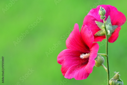 red hibiscus flower