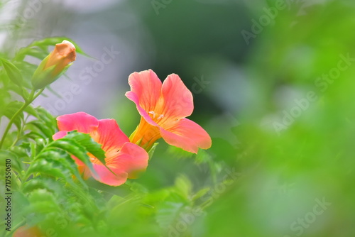 flower in the garden