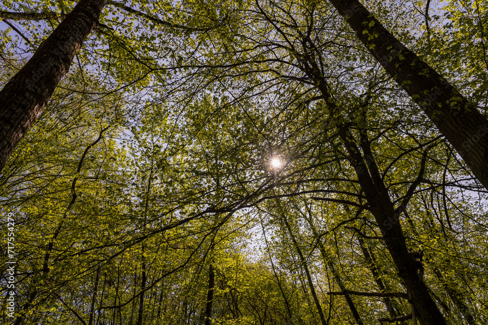Obraz premium maple trees blooming in spring , close up