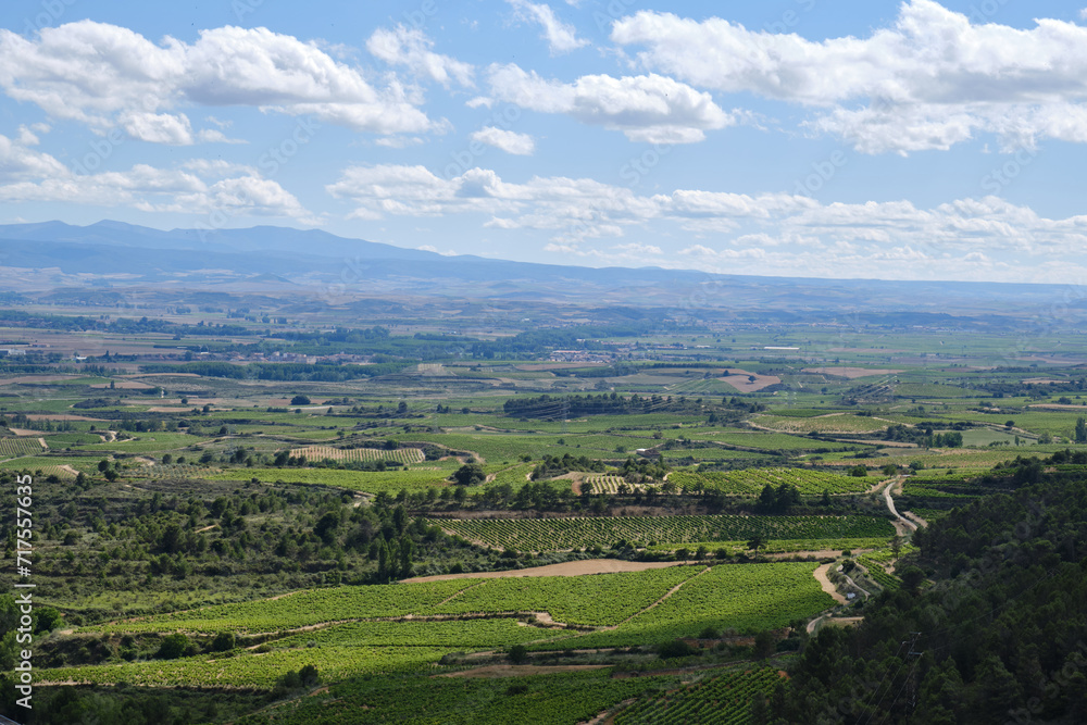 fields of vineyards in La Rioja, spain