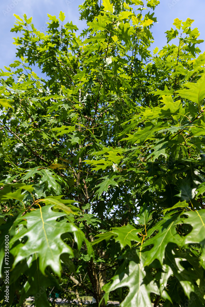 beautiful oak tree foliage with green foliage