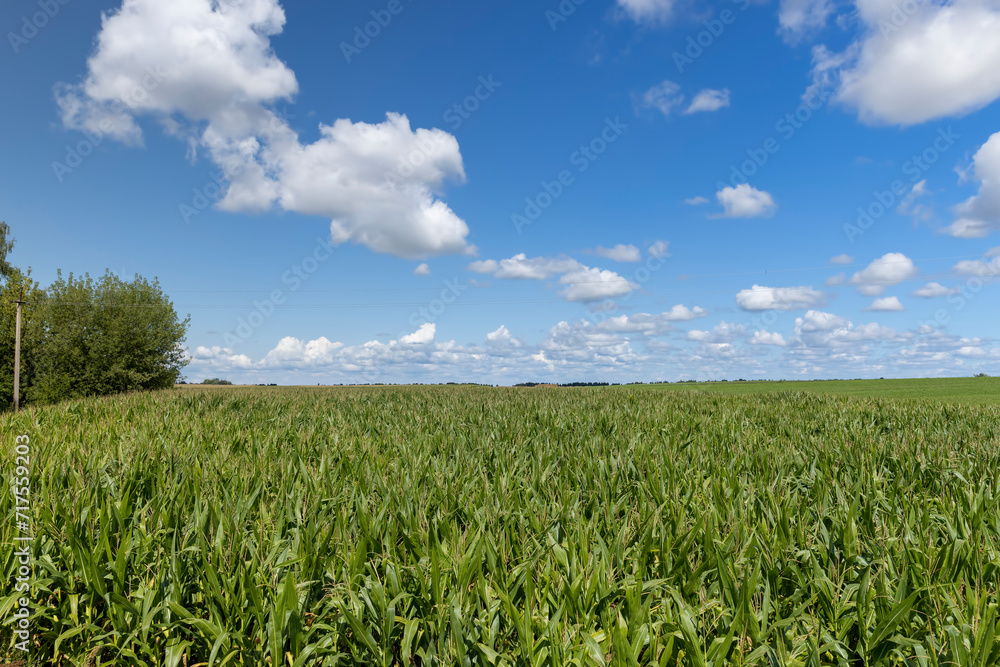 a field for harvesting corn grain a field for harvesting corn grain