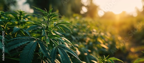 Landscape of cannabis plants or hemp plants growing on a farm in an open field. Copy space image. Place for adding text or design #717569255