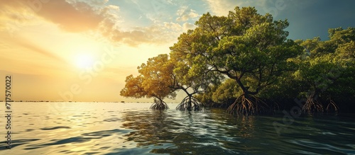 mangrove trees on shoreline conservation land from seawater abrasion. Copy space image. Place for adding text or design photo