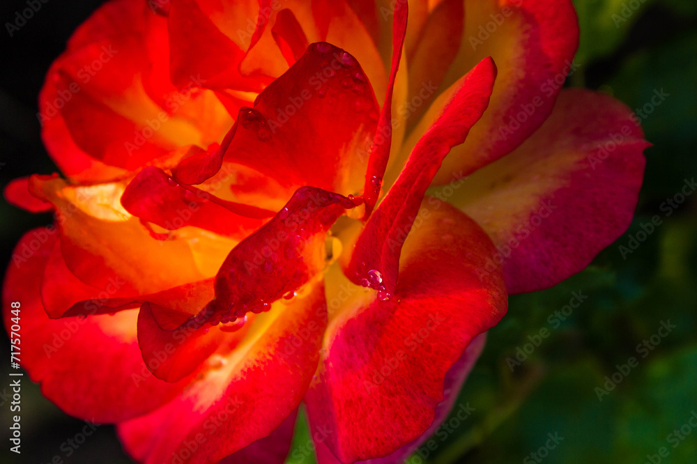 red rose bud with dew drops, floral natural background red rose bud with dew drops, floral natural background