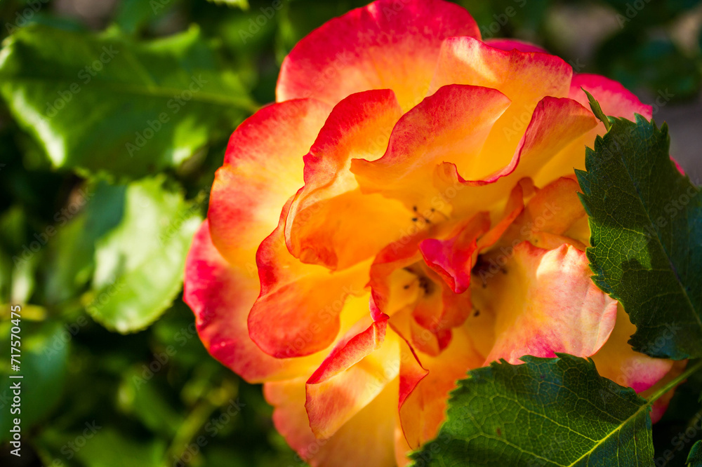 Orange rose bush in the park, floral natural background Orange rose bush in the park, floral natural background