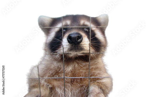 The raccoon in the cage looks sad and plaintively asks for food, isolated on a white background. Animal in the zoo behind the bars of the fence. Sad raccoon for grid wire in captivity photo