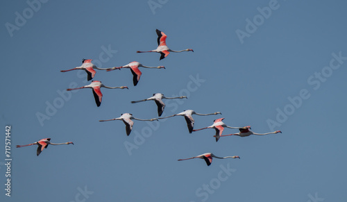 greater flamingos in flight over the marshes of the ebro delta 