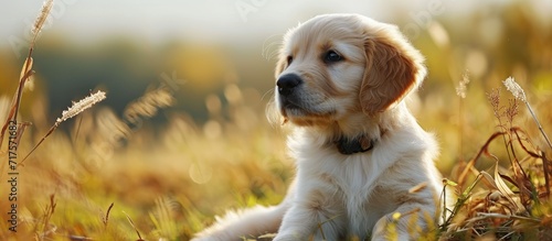 Happy and Pretty Golden Retriever Dog Puppy outside in the corn. Copy space image. Place for adding text or design