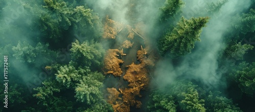 A stunning blend of logs, trees, and smoke rises above the green forest. photo