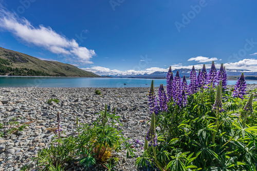 Landscape view looking over Lake Tekapo in New Zealand with lupins blooming.