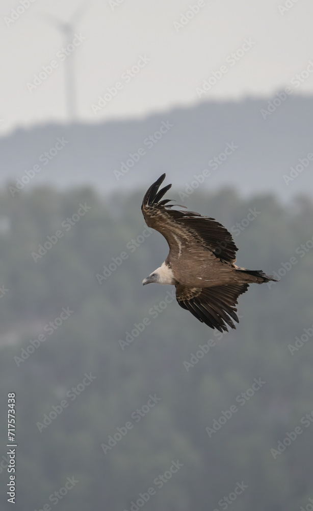 griffon vulture in flight over the ravines griffon vulture in flight over the ravines