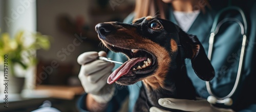 Image of a veterinarian brushing a dachshund s teeth with a toothbrush. Copy space image. Place for adding text or design © Gular