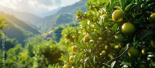 Green grapefruit growing on tree with mountain view. Copy space image. Place for adding text or design