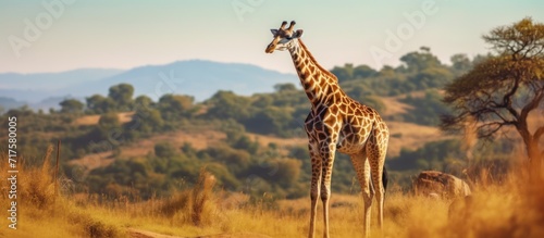 Giraffe standing on grassland background