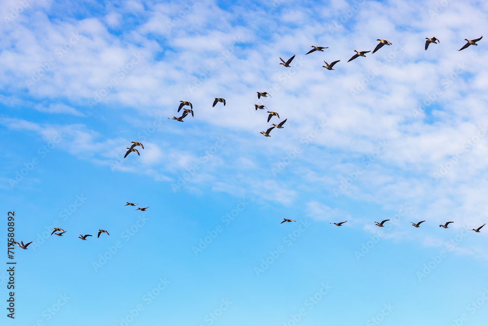 Fototapeta premium Big flock of White fronted geese in springtime