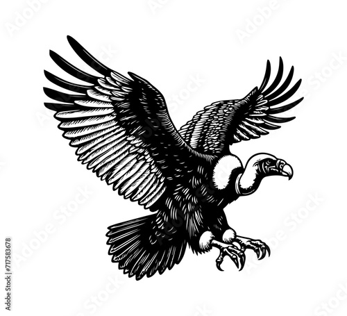 Andean Condor Hand Drawn Illustration vector graphic asset photo