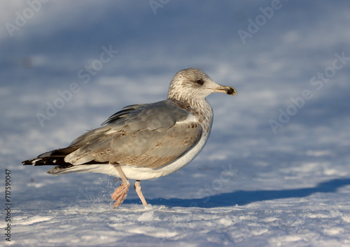 Canvas Print Herring gull