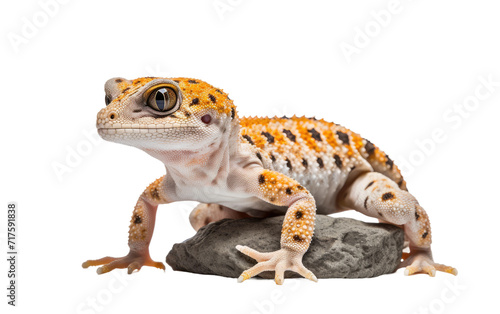 Stone-perched Tokay Gecko isolated on transparent Background