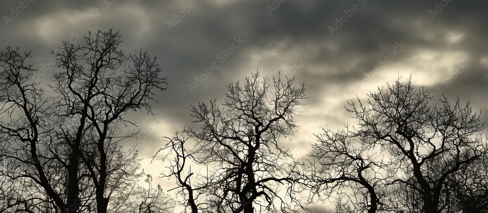 December's cloudy sky frames the trees' silhouettes. December's cloudy sky frames the trees' silhouettes.