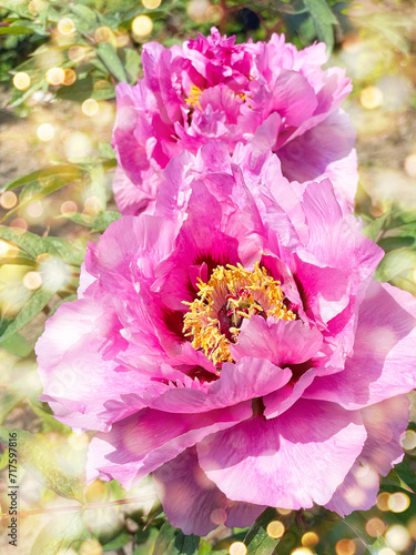 spring greeting card - bouq...