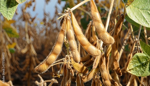 Soybean mature seeds with immature soybeans in the pod