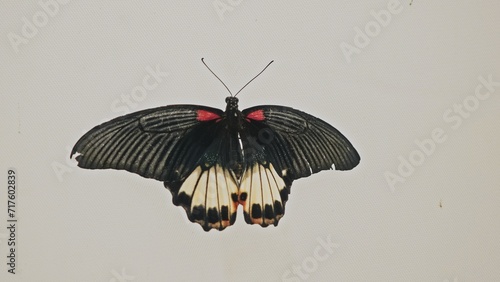 Beautiful Large Swallowtail Crimson Rose Pachliopta hector butterfly Sitting on Wall of Tropical Butterfly Garden in Zoo photo