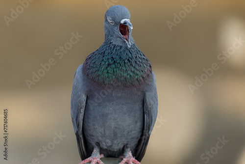 Selective focus on the yawning of a pigeon