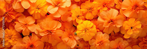 Oranges and yellows marigold flowers, typical symbol of Holi festival, banner size photo