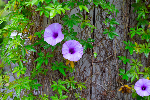 Photography Purple flower of railway creeper plant