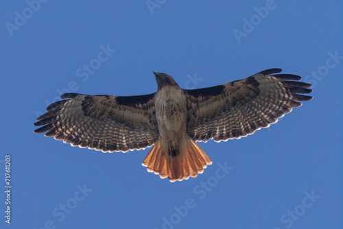 Red-tailed Hawk in Flight. Bay Area, California. photo
