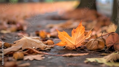 Dry leaves of beech and maple on the ground in autumn park