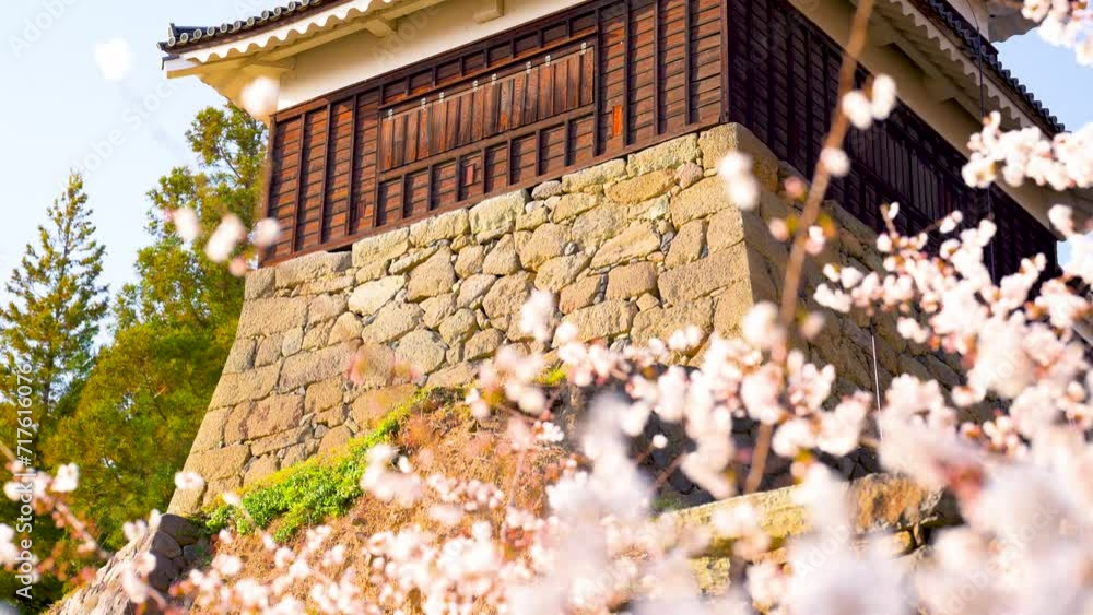 満開の桜の花とお城の石垣 満開の桜の花とお城の石垣