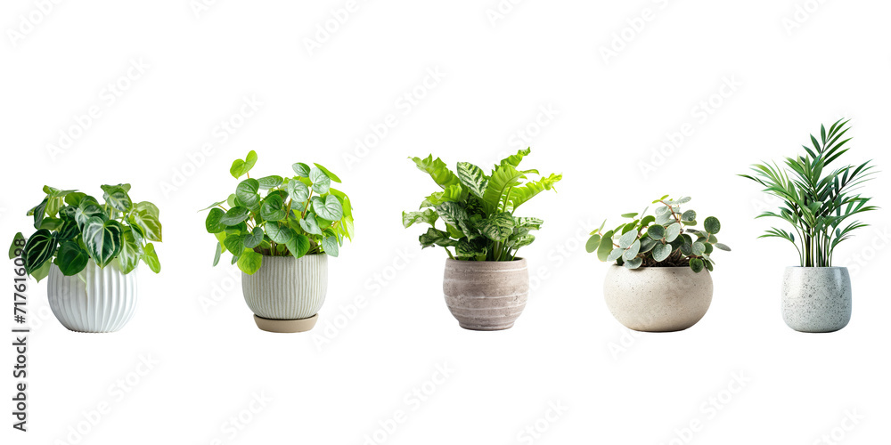 Set of Green plants in potted for interior decoration isolated on transparent png background, Houseplant for decorated in bedroom or living room, minimal natural health concept. Set of Green plants in potted for interior decoration isolated on transparent png background, Houseplant for decorated in bedroom or living room, minimal natural health concept.